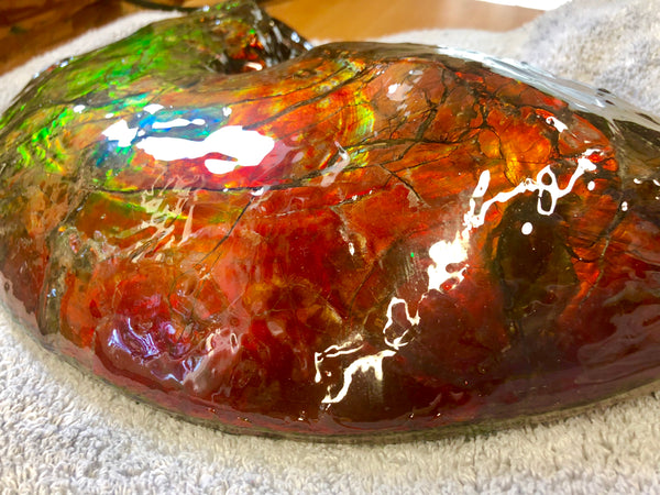 AF-26 Ammonite Fossil - Placenticeras costatum　Ammolite　Free Shipping! アンモナイト 完全体　プラセンティセラス　ミーキ　アンモライト　両面ダブル