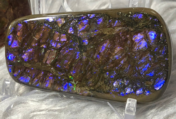 53x 30 x 5 mm Coated Free Form Dragonskin - FFC79   - アンモライト　ルース　