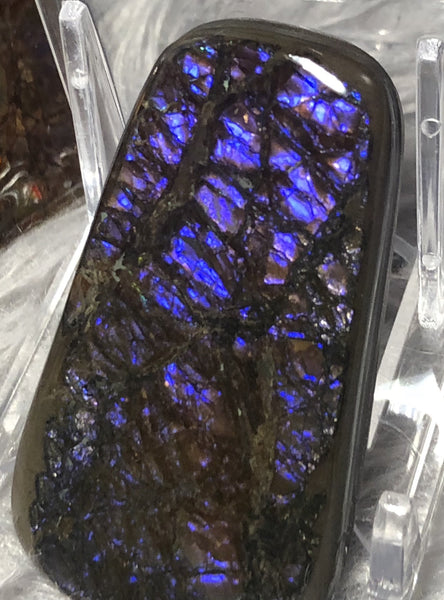 53x 30 x 5 mm Coated Free Form Dragonskin - FFC79   - アンモライト　ルース　