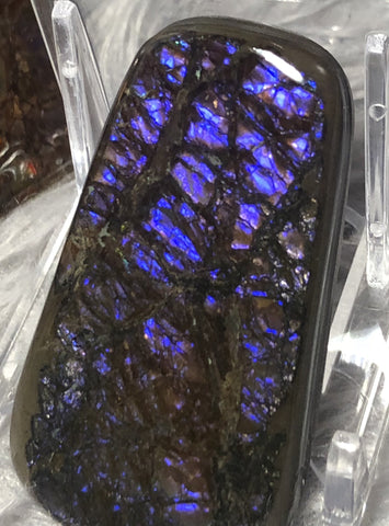 53x 30 x 5 mm Coated Free Form Dragonskin - FFC79   - アンモライト　ルース　