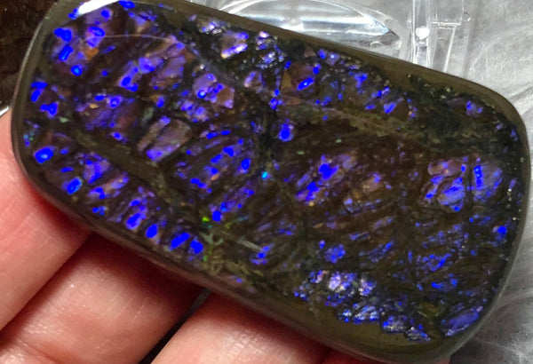 53x 30 x 5 mm Coated Free Form Dragonskin - FFC79   - アンモライト　ルース　