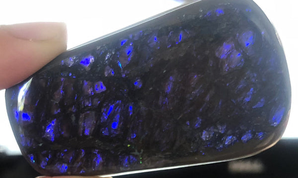 53x 30 x 5 mm Coated Free Form Dragonskin - FFC79   - アンモライト　ルース　