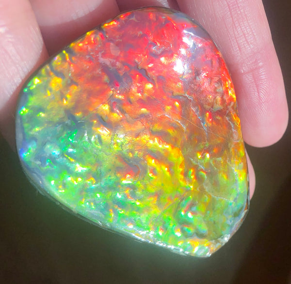 Ammolite RARE Suture Geｍ 54 x 44 mm Collector Stone - CS-130   - アンモライト  コレクターストーン 価格交渉あり　