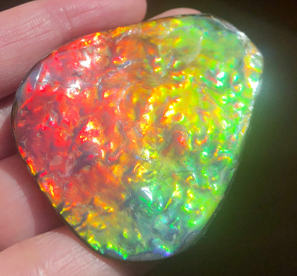 Ammolite RARE Suture Geｍ 54 x 44 mm Collector Stone - CS-130   - アンモライト  コレクターストーン 価格交渉あり　