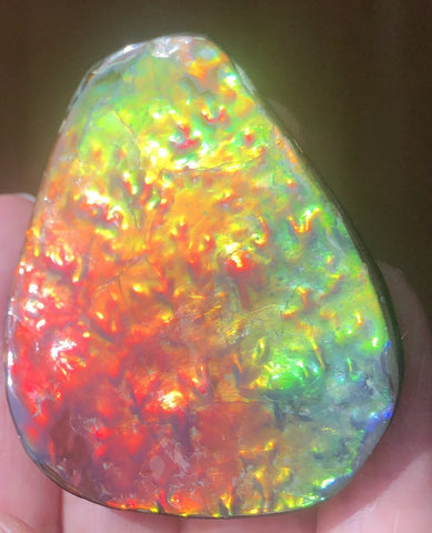 Ammolite RARE Suture Geｍ 54 x 44 mm Collector Stone - CS-130   - アンモライト  コレクターストーン 価格交渉あり　