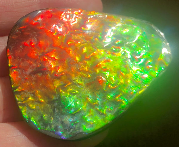 Ammolite RARE Suture Geｍ 54 x 44 mm Collector Stone - CS-130   - アンモライト  コレクターストーン 価格交渉あり　