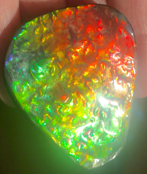 Ammolite RARE Suture Geｍ 54 x 44 mm Collector Stone - CS-130   - アンモライト  コレクターストーン 価格交渉あり　