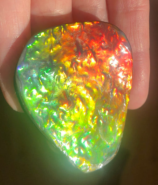 Ammolite RARE Suture Geｍ 54 x 44 mm Collector Stone - CS-130   - アンモライト  コレクターストーン 価格交渉あり　