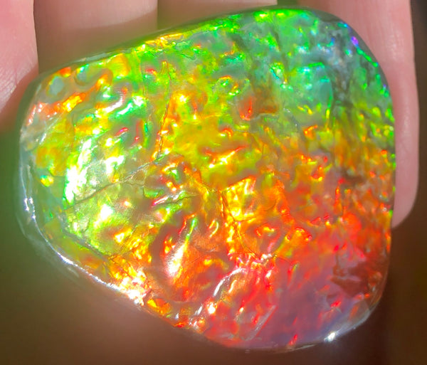 Ammolite RARE Suture Geｍ 54 x 44 mm Collector Stone - CS-130   - アンモライト  コレクターストーン 価格交渉あり　