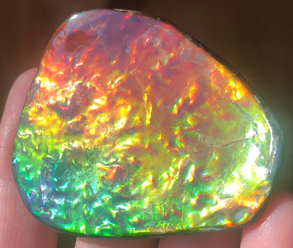 Ammolite RARE Suture Geｍ 54 x 44 mm Collector Stone - CS-130   - アンモライト  コレクターストーン 価格交渉あり　