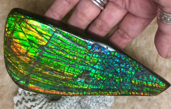 CS-164 Ammolite 152x65mm Collector Stone -Natural XL Display Gem Free shipping! アンモライト コレクターストーン 送料無料！