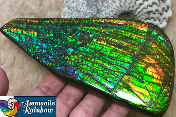 CS-164 Ammolite 152x65mm Collector Stone -Natural XL Display Gem Free shipping! アンモライト コレクターストーン 送料無料！