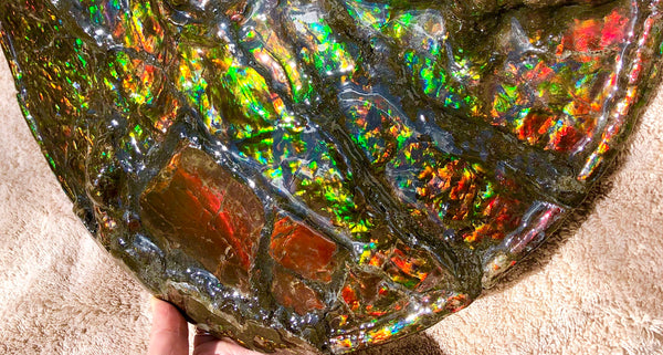 AF-36 Ammonite Fossil - Placenticeras costatum　Ammolite　Free Shipping! アンモナイト 完全体　プラセンティセラス　ミーキ　アンモライト　両面ダブル