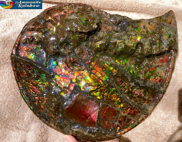 AF-36 Ammonite Fossil - Placenticeras costatum　Ammolite　Free Shipping! アンモナイト 完全体　プラセンティセラス　ミーキ　アンモライト　両面ダブル