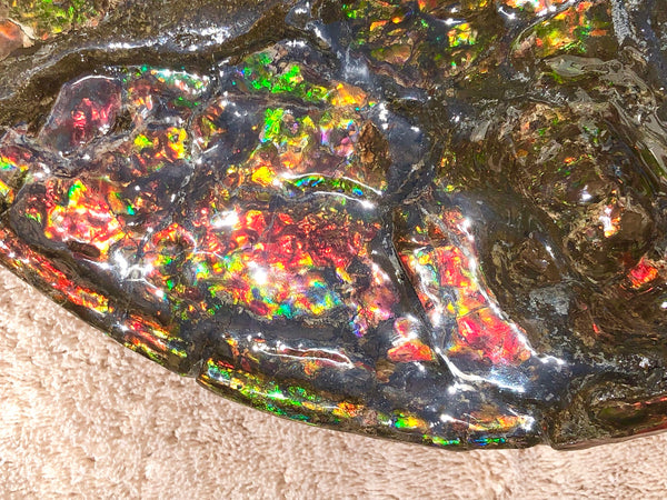 AF-36 Ammonite Fossil - Placenticeras costatum　Ammolite　Free Shipping! アンモナイト 完全体　プラセンティセラス　ミーキ　アンモライト　両面ダブル