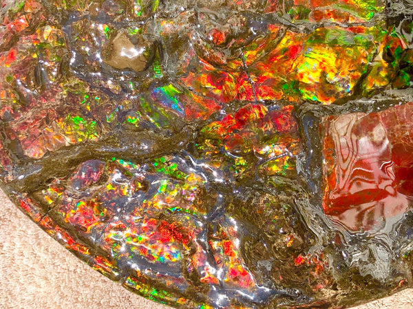 AF-36 Ammonite Fossil - Placenticeras costatum　Ammolite　Free Shipping! アンモナイト 完全体　プラセンティセラス　ミーキ　アンモライト　両面ダブル