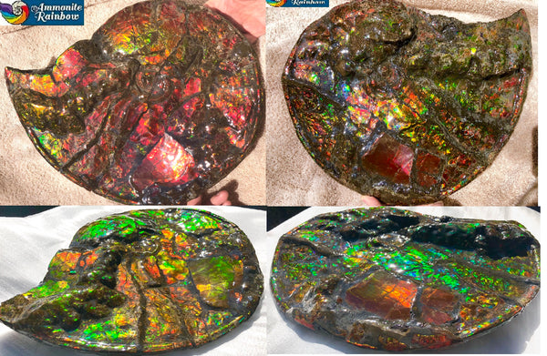 AF-36 Ammonite Fossil - Placenticeras costatum　Ammolite　Free Shipping! アンモナイト 完全体　プラセンティセラス　ミーキ　アンモライト　両面ダブル