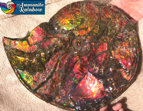AF-36 Ammonite Fossil - Placenticeras costatum　Ammolite　Free Shipping! アンモナイト 完全体　プラセンティセラス　ミーキ　アンモライト　両面ダブル