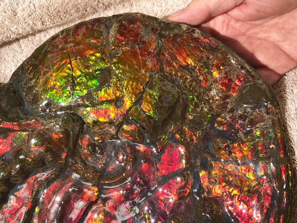 AF-36 Ammonite Fossil - Placenticeras costatum　Ammolite　Free Shipping! アンモナイト 完全体　プラセンティセラス　ミーキ　アンモライト　両面ダブル