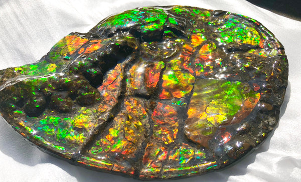AF-36 Ammonite Fossil - Placenticeras costatum　Ammolite　Free Shipping! アンモナイト 完全体　プラセンティセラス　ミーキ　アンモライト　両面ダブル