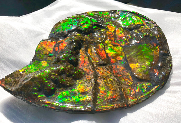 AF-36 Ammonite Fossil - Placenticeras costatum　Ammolite　Free Shipping! アンモナイト 完全体　プラセンティセラス　ミーキ　アンモライト　両面ダブル