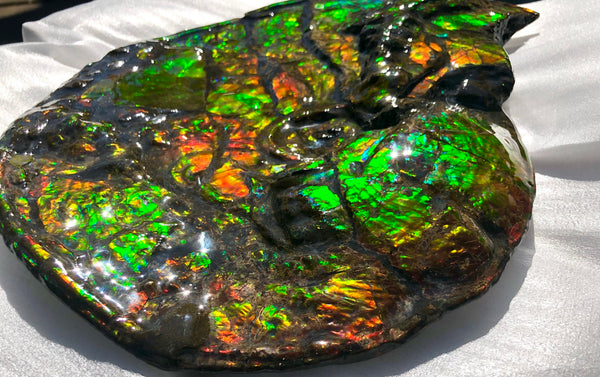 AF-36 Ammonite Fossil - Placenticeras costatum　Ammolite　Free Shipping! アンモナイト 完全体　プラセンティセラス　ミーキ　アンモライト　両面ダブル