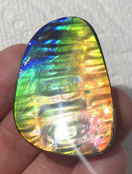 TOP grade 35x24 mm Old Gold Coin Pattern! Super Rare! Pattern Natural  Free Form . FFNT 147 Ammolite  ナチュラル　ルース　アンモライト