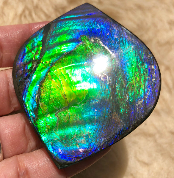 66x 55 mm Premium! Natural  Free Form . FFNT 126-2 bright purple blue and green **FREE SHIPPING**ナチュラル　ルース　アンモライト フリーフォーム