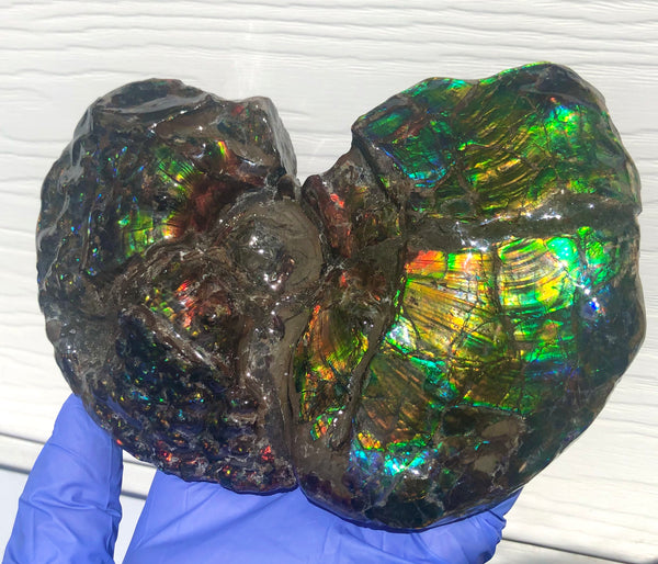 AF-48 アンモライト Placenticeras Intercalare  インターカラレ152x101x31mm Free Shipping  送料無料AF-48  Ammolite  Ammonite Fossil