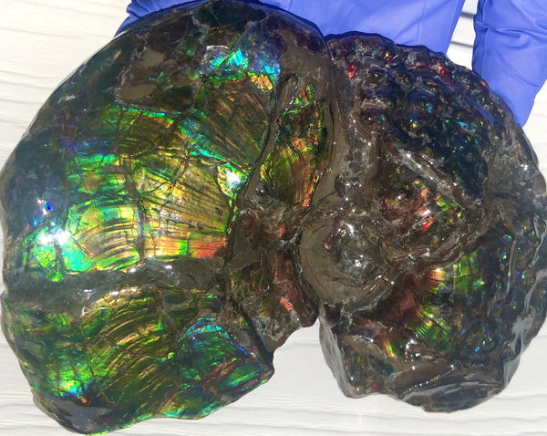 AF-48 アンモライト Placenticeras Intercalare  インターカラレ152x101x31mm Free Shipping  送料無料AF-48  Ammolite  Ammonite Fossil