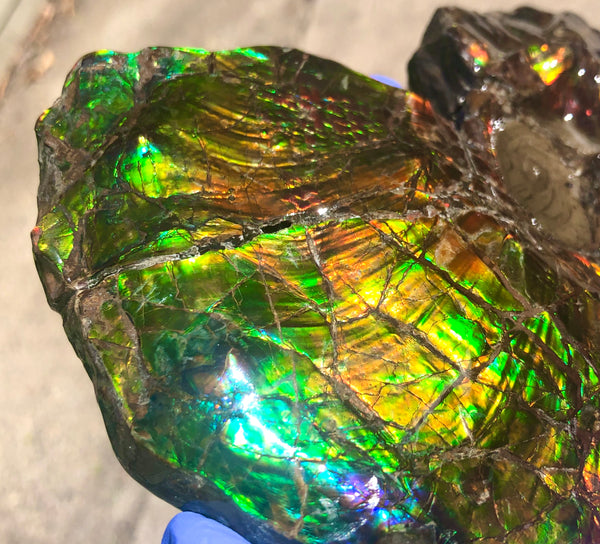 AF-48 アンモライト Placenticeras Intercalare  インターカラレ152x101x31mm Free Shipping  送料無料AF-48  Ammolite  Ammonite Fossil