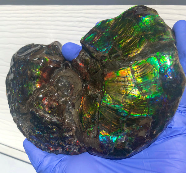 AF-48 アンモライト Placenticeras Intercalare  インターカラレ152x101x31mm Free Shipping  送料無料AF-48  Ammolite  Ammonite Fossil