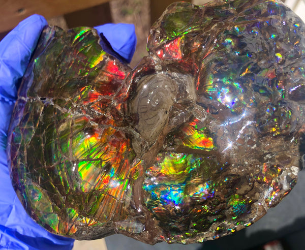 AF-48 アンモライト Placenticeras Intercalare  インターカラレ152x101x31mm Free Shipping  送料無料AF-48  Ammolite  Ammonite Fossil