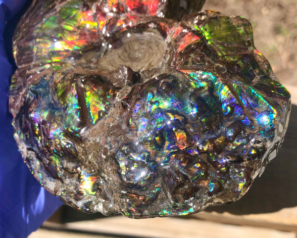 AF-48 アンモライト Placenticeras Intercalare  インターカラレ152x101x31mm Free Shipping  送料無料AF-48  Ammolite  Ammonite Fossil