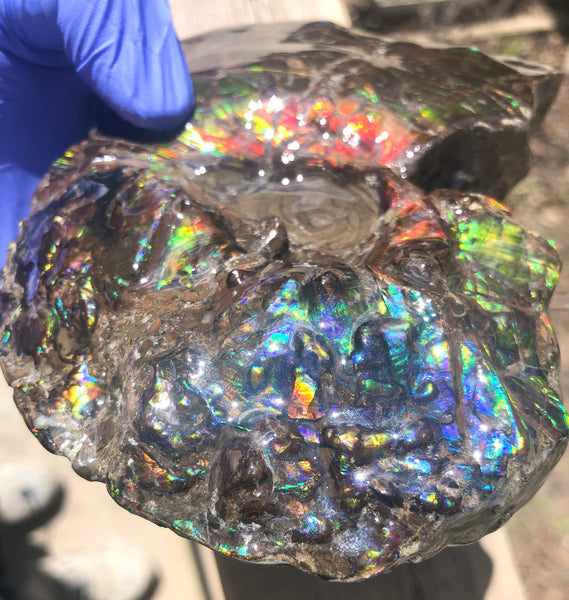 AF-48 アンモライト Placenticeras Intercalare  インターカラレ152x101x31mm Free Shipping  送料無料AF-48  Ammolite  Ammonite Fossil