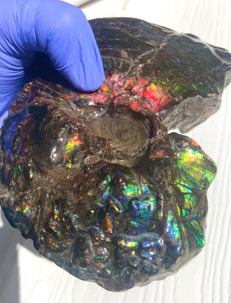 AF-48 アンモライト Placenticeras Intercalare  インターカラレ152x101x31mm Free Shipping  送料無料AF-48  Ammolite  Ammonite Fossil