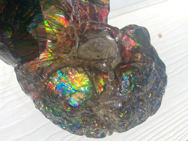 AF-48 アンモライト Placenticeras Intercalare  インターカラレ152x101x31mm Free Shipping  送料無料AF-48  Ammolite  Ammonite Fossil