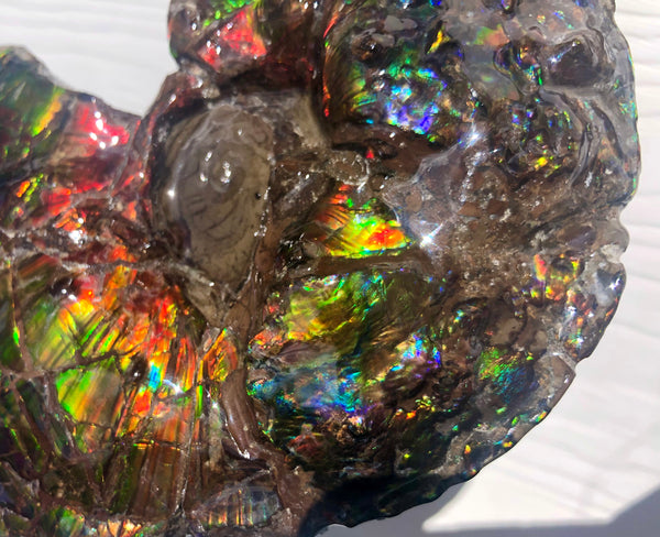 AF-48 アンモライト Placenticeras Intercalare  インターカラレ152x101x31mm Free Shipping  送料無料AF-48  Ammolite  Ammonite Fossil