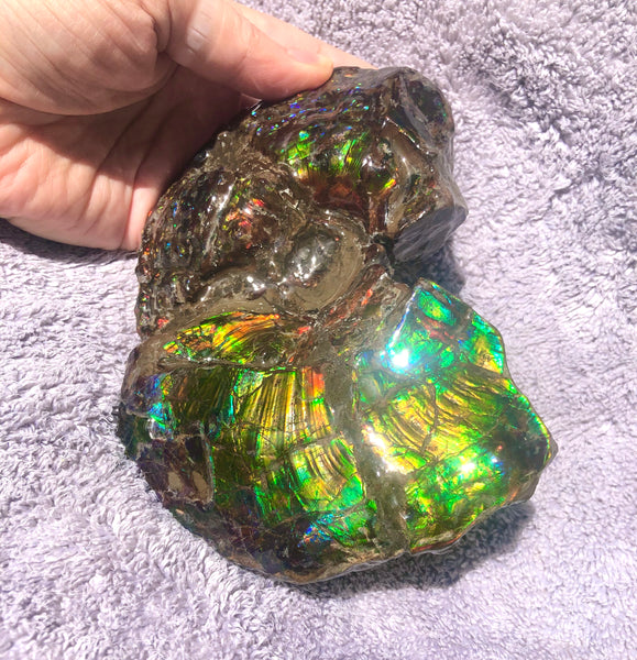 AF-48 アンモライト Placenticeras Intercalare  インターカラレ152x101x31mm Free Shipping  送料無料AF-48  Ammolite  Ammonite Fossil