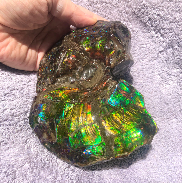 AF-48 アンモライト Placenticeras Intercalare  インターカラレ152x101x31mm Free Shipping  送料無料AF-48  Ammolite  Ammonite Fossil