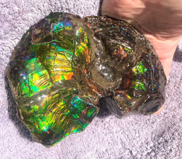 AF-48 アンモライト Placenticeras Intercalare  インターカラレ152x101x31mm Free Shipping  送料無料AF-48  Ammolite  Ammonite Fossil