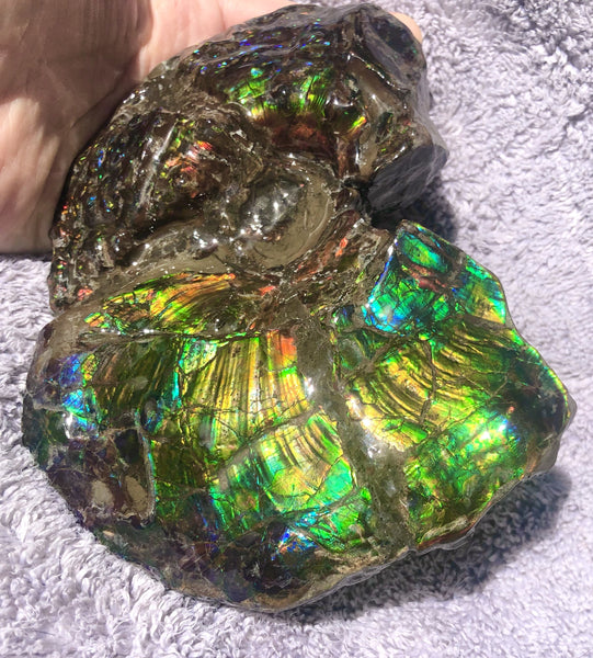 AF-48 アンモライト Placenticeras Intercalare  インターカラレ152x101x31mm Free Shipping  送料無料AF-48  Ammolite  Ammonite Fossil