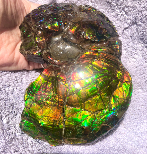 AF-48 アンモライト Placenticeras Intercalare  インターカラレ152x101x31mm Free Shipping  送料無料AF-48  Ammolite  Ammonite Fossil