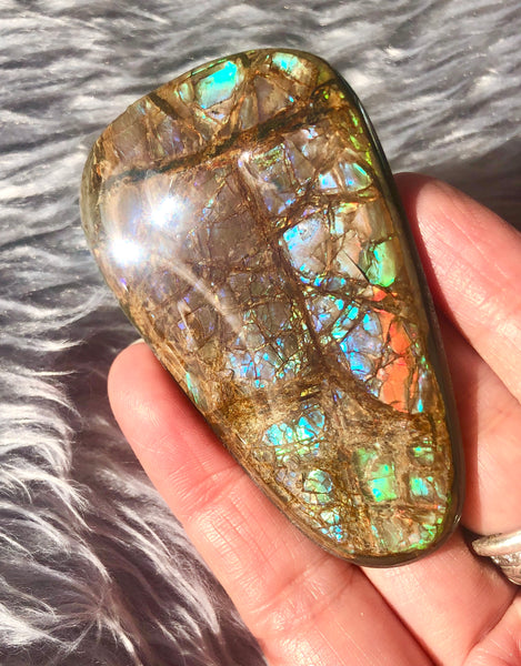 63 x 40 mm Coated Free Form Dragin skin - FFC83   - アンモライト　ルース　フリーフォーム