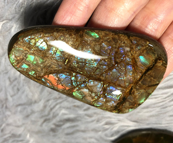 63 x 40 mm Coated Free Form Dragin skin - FFC83   - アンモライト　ルース　フリーフォーム