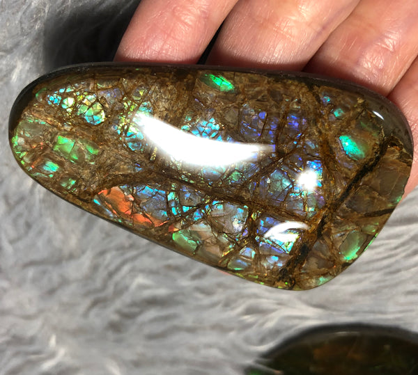 63 x 40 mm Coated Free Form Dragin skin - FFC83   - アンモライト　ルース　フリーフォーム