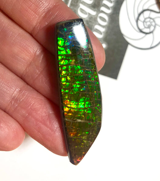 42 x 12 mm  Natural  Free Form . FFN353 Ammolite  ナチュラル　ルース　アンモライト フリーフォーム