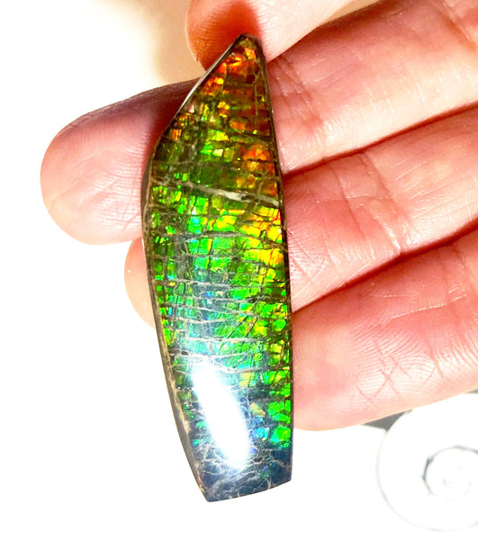 42 x 12 mm  Natural  Free Form . FFN353 Ammolite  ナチュラル　ルース　アンモライト フリーフォーム