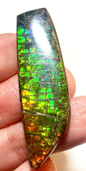 42 x 12 mm  Natural  Free Form . FFN353 Ammolite  ナチュラル　ルース　アンモライト フリーフォーム