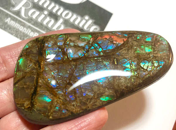 63 x 40 mm Coated Free Form Dragin skin - FFC83   - アンモライト　ルース　フリーフォーム